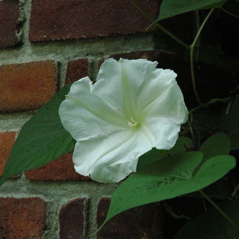 moonflower plants for sale near me|More.